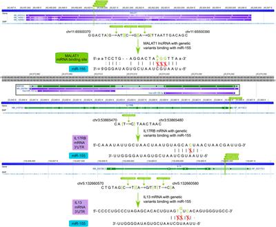 Multiplex-Heterogeneous Network-Based Capturing Potential SNP “Switches” of Pathways Associating With Diverse Disease Characteristics of Asthma